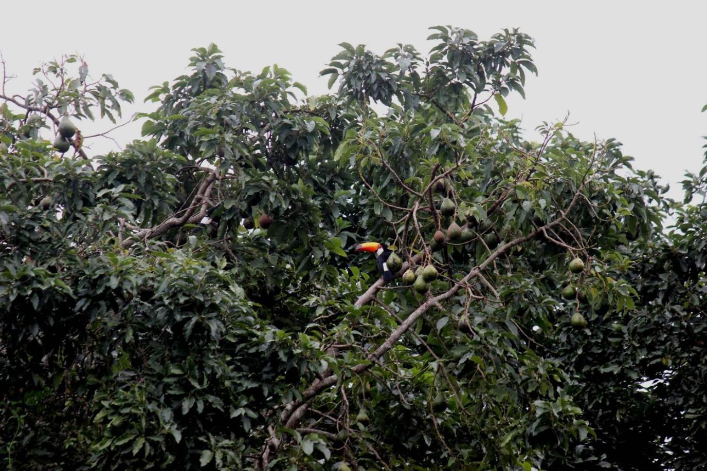 Sitio Jaqueiras Bom Jardim (Rio de Janeiro)